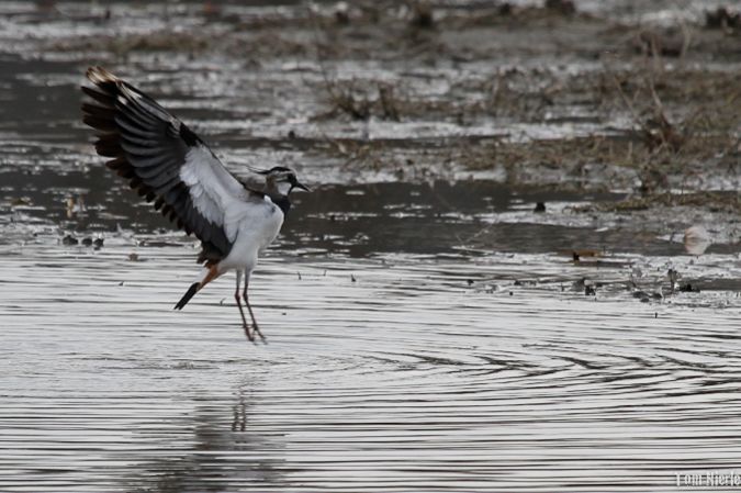 Kiebitz  - Thomas Nierle