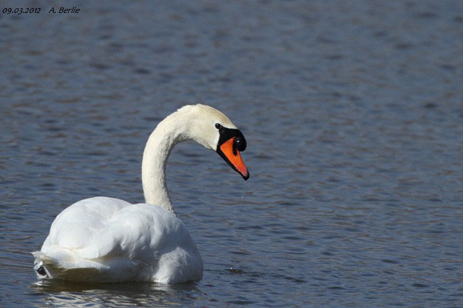 Mute Swan  - Berlie Arlette