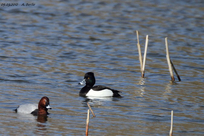 Tufted Duck  - Berlie Arlette