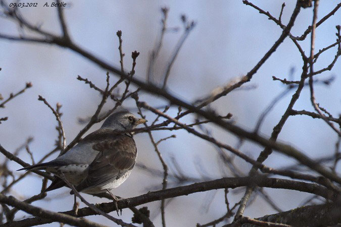 Fieldfare  - Berlie Arlette