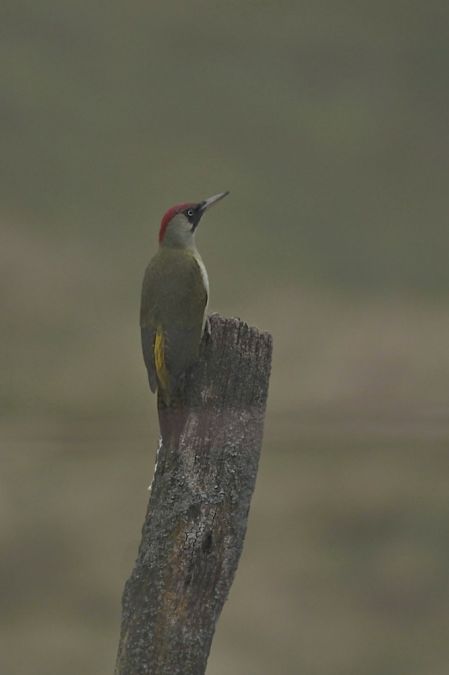 European Green Woodpecker  - Michel Moullet