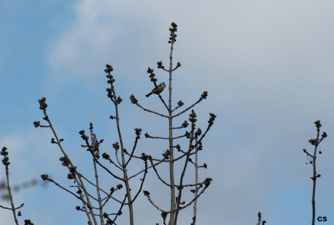 Eurasian Blue Tit  - Celine Chardonnens