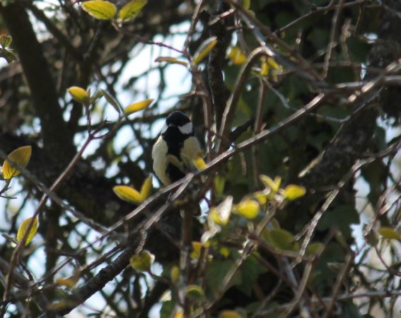 Great Tit  - Celine Chardonnens