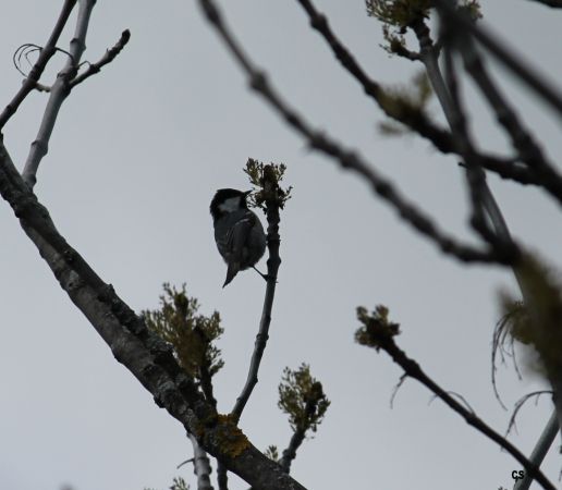 Coal Tit  - Celine Chardonnens