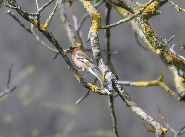 Eurasian Chaffinch  - Celine Chardonnens