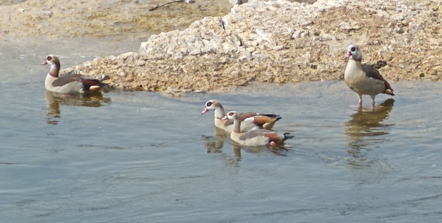 Egyptian Goose  - Sinuhe Hahn