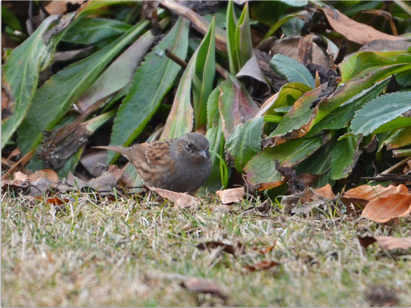Dunnock 