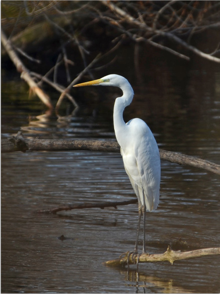 Great Egret 