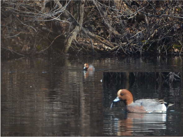 Eurasian Wigeon 