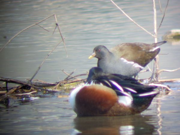 Common Moorhen  - Harry Kälin