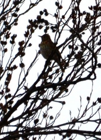 Song Thrush  - Didier Cosandier