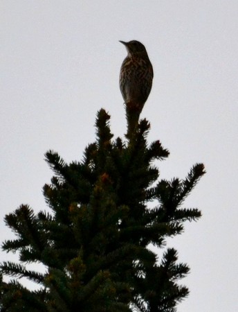 Grive musicienne  - Didier Cosandier