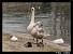 Mute Swan  - Patricia Marmeys Fatton