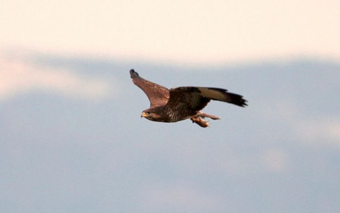 Common Buzzard  - Nicolas Pictet