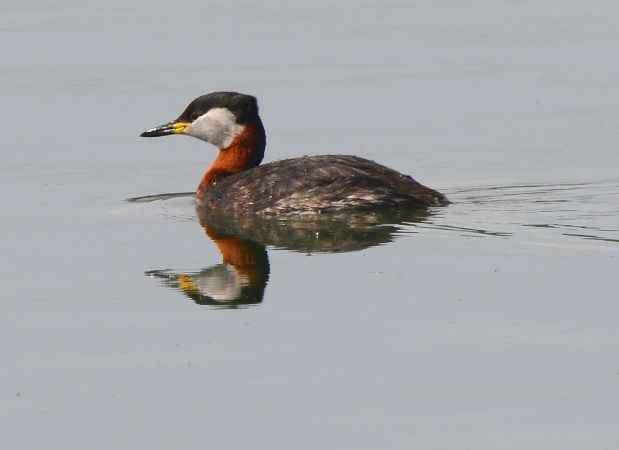 Grèbe jougris  - Karl Koch