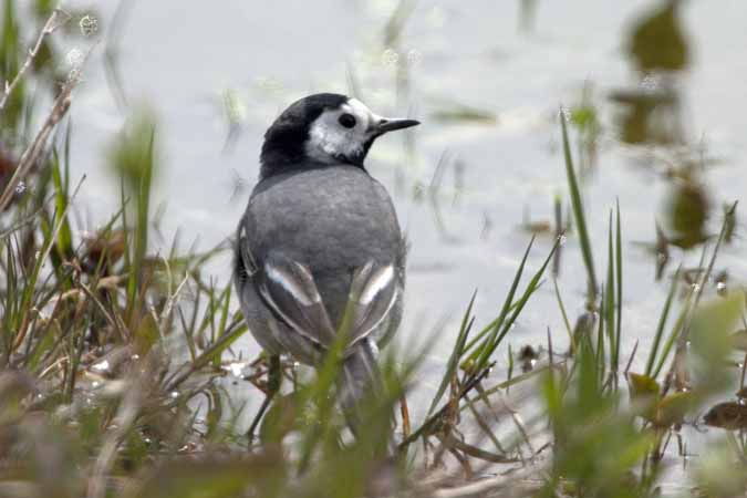 Bergeronnette grise  - Kurt Knechtli