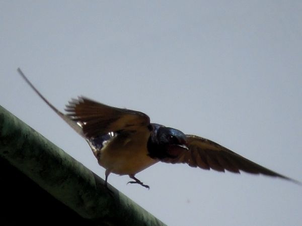 Barn Swallow  - Daniel Stenz