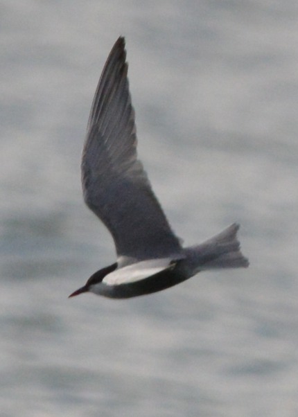 Whiskered Tern  - Tom Milner