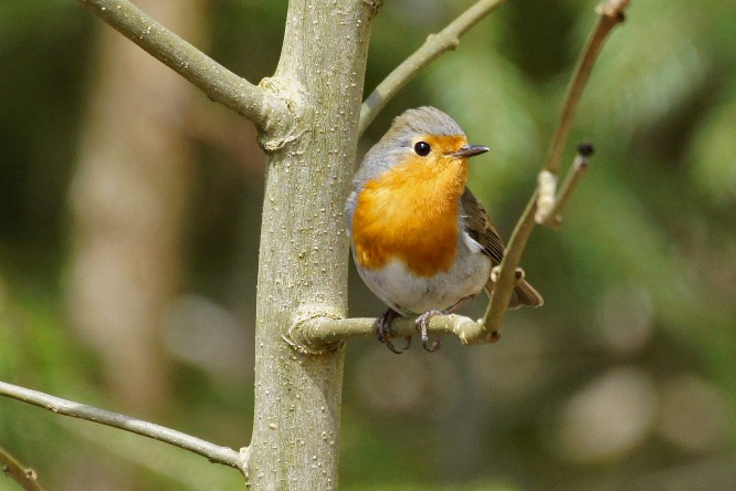 European Robin  - Markus Wyss