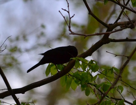 Common Blackbird  - Didier Cosandier