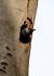 Western Jackdaw  - Markus Schuhmacher