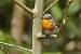 European Robin  - Markus Wyss