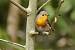 European Robin  - Markus Wyss