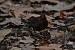 Common Blackbird  - Didier Cosandier