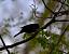 Common Blackbird  - Didier Cosandier