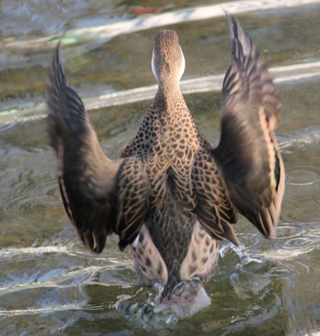 Canard des Bahamas  - Celine Chardonnens