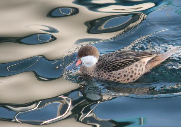 Canard des Bahamas  - Celine Chardonnens