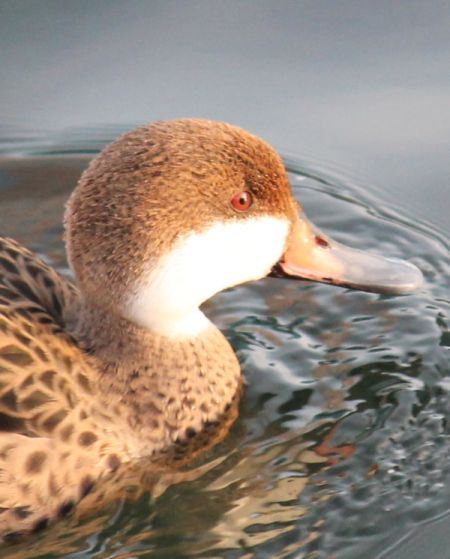 Canard des Bahamas  - Celine Chardonnens