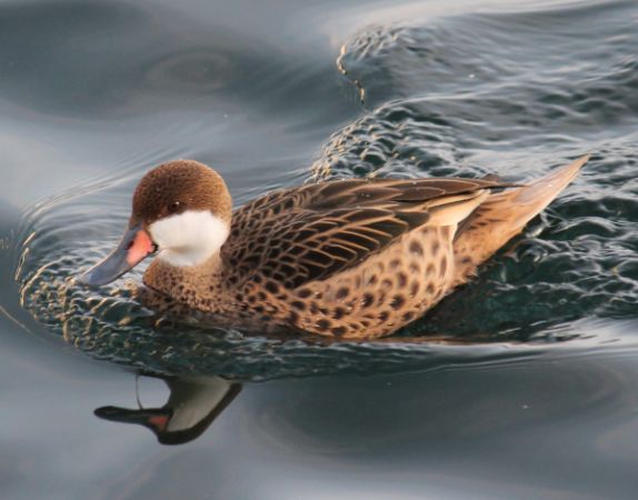 Canard des Bahamas  - Celine Chardonnens