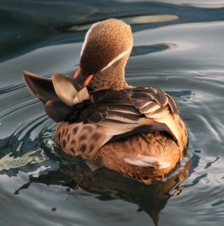 Canard des Bahamas  - Celine Chardonnens