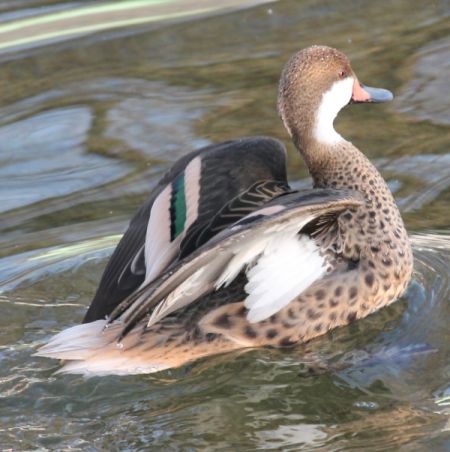 Canard des Bahamas  - Celine Chardonnens