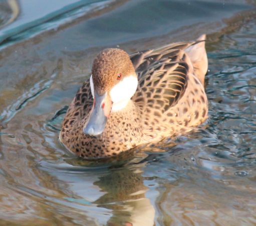 Canard des Bahamas  - Celine Chardonnens