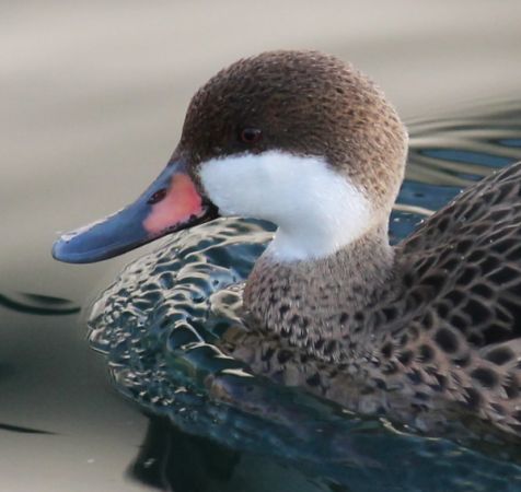 Canard des Bahamas  - Celine Chardonnens