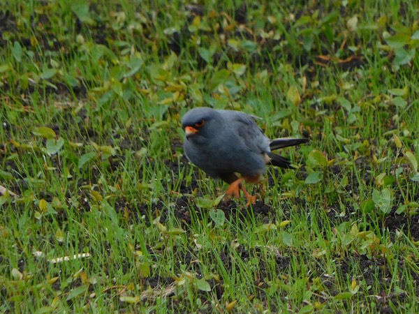 Rotfussfalke  - Vreni Held