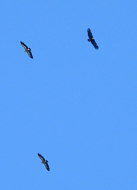 Cinereous Vulture  - Hansruedi Käppeli