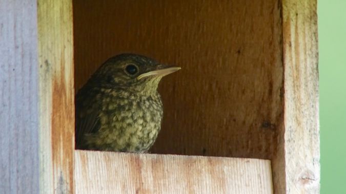 Common Redstart  - Werner Eberhard