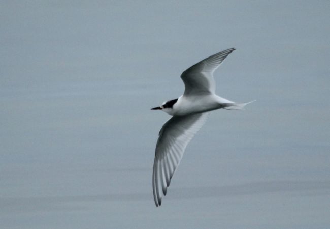 Arctic Tern  - Simon Stricker