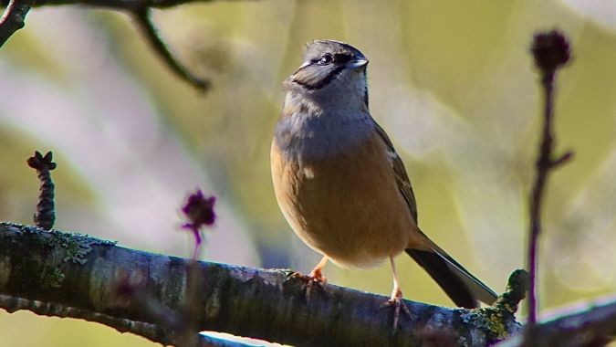 Rock Bunting  - Werner Eberhard