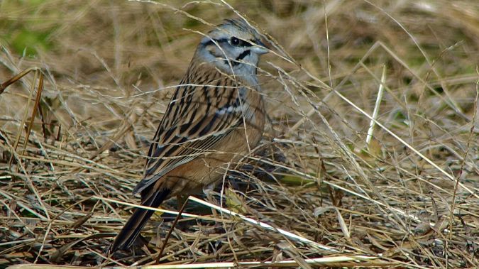 Rock Bunting  - Werner Eberhard