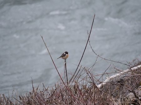 European Stonechat  - Willi Marc Joseph