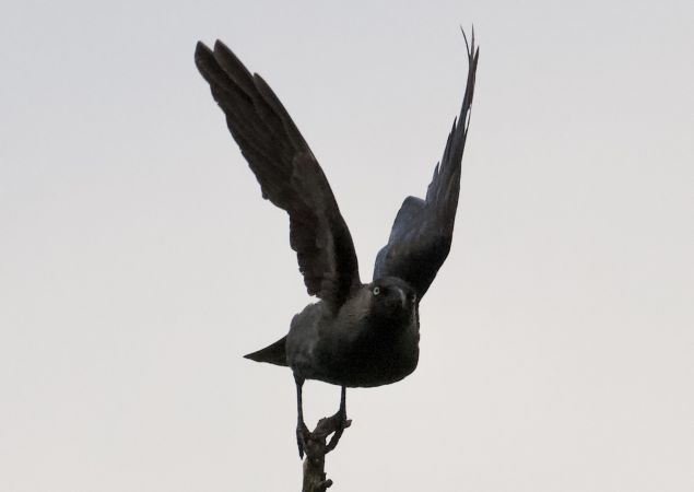 Western Jackdaw  - Thomas Gorr