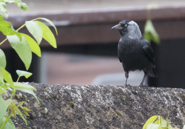 Western Jackdaw  - Thomas Gorr