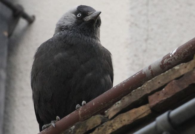 Western Jackdaw  - Thomas Gorr