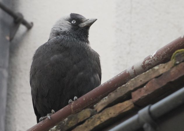 Western Jackdaw  - Thomas Gorr