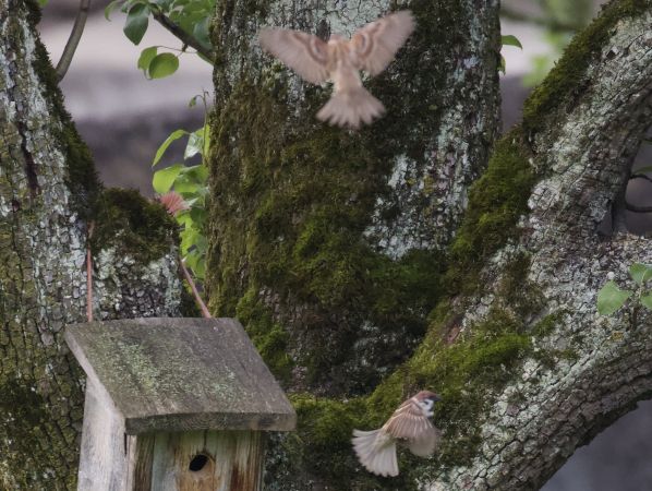 Eurasian Tree Sparrow  - Thomas Gorr