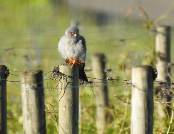 Red-footed Falcon  - Mehdi Azizi